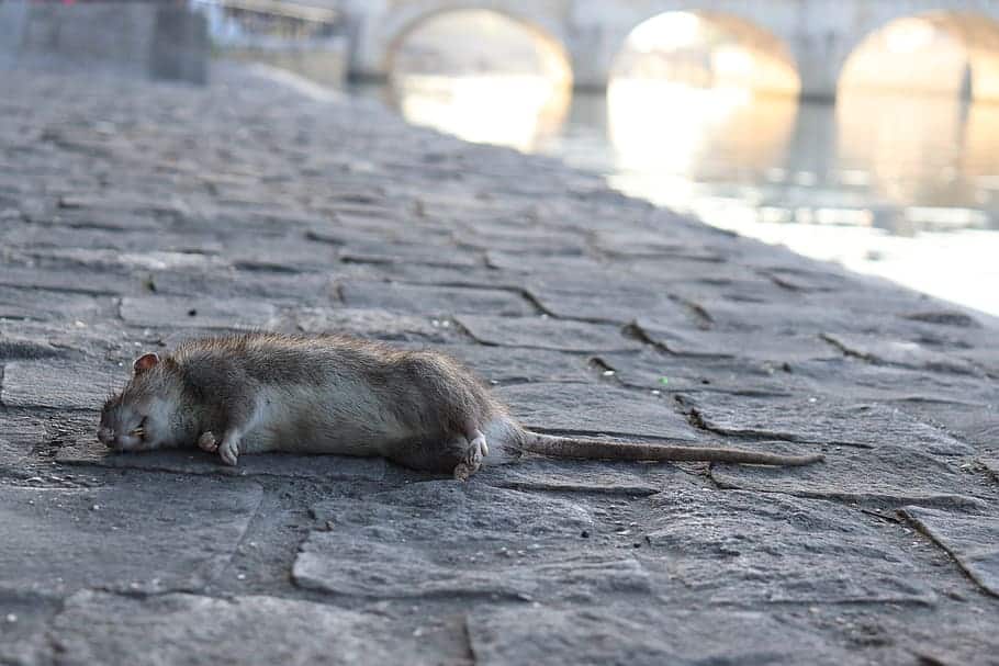 Aumentan plagas de ratas, mosquitos y garrapatas tras el confinamiento