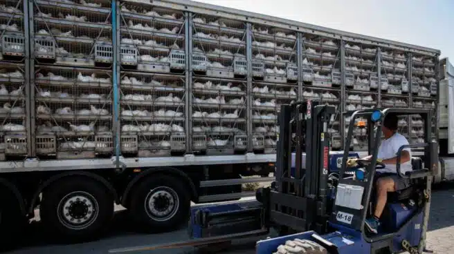 Japón sacrifica cientos de miles de pollos por un brote de gripe aviar