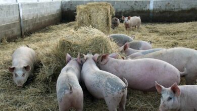 Lo que unos zorros infectados en Galicia y la nueva gripe porcina nos dicen de nuestra Salud