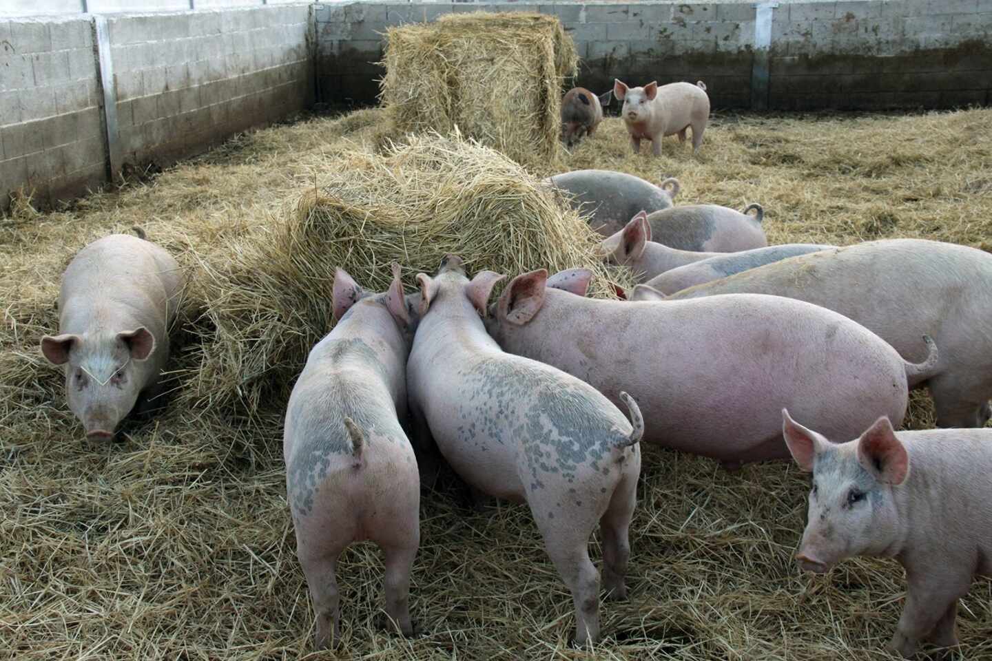 Cerdos en una granja en España.