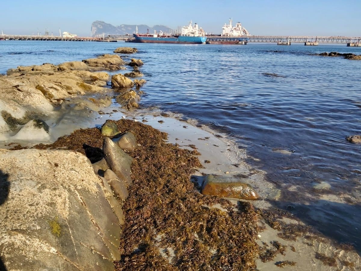 El alga invasora vuelve a las costas andaluzas antes del verano