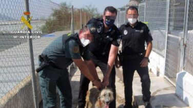 Investigan a un vecino de Águilas (Murcia) por maltratar a su perro dándole patadas y puñetazos