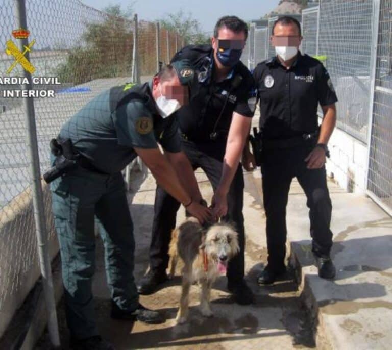 Investigan a un vecino de Águilas (Murcia) por maltratar a su perro dándole patadas y puñetazos