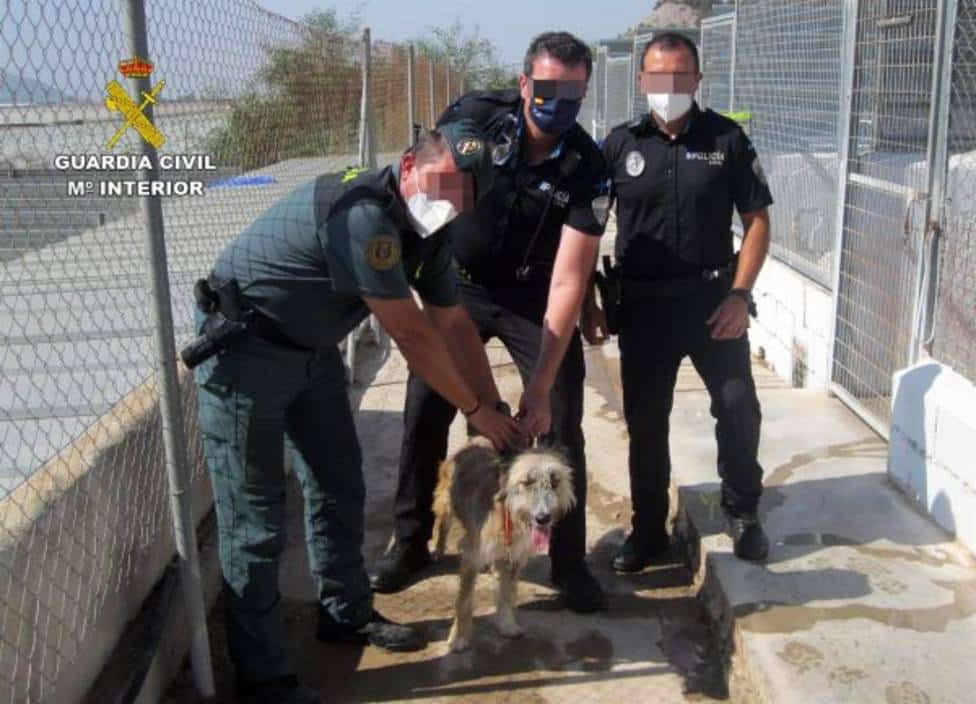 Investigan a un vecino de Águilas (Murcia) por maltratar a su perro dándole patadas y puñetazos