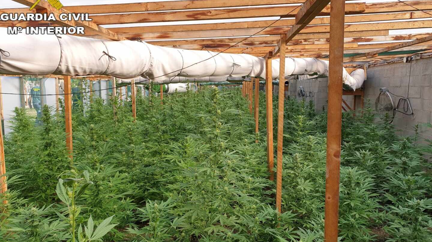 Una plantación de marihuana.