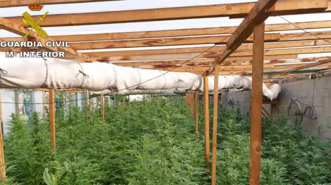 Dos detenidos con 5 toneladas de marihuana encubiertas en cultivo de cáñamo