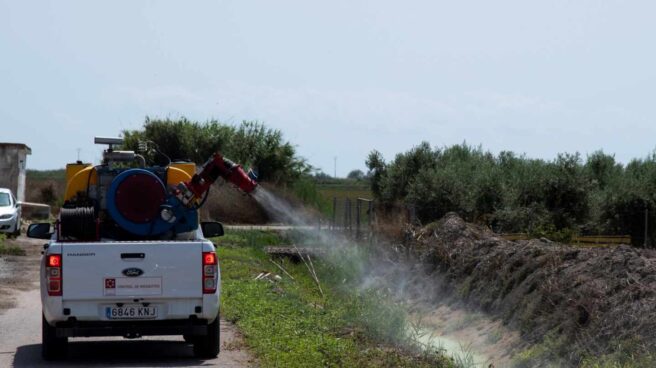 La Diputación de Castellón aplica tratamientos contra el mosquito tigre en la provincia.