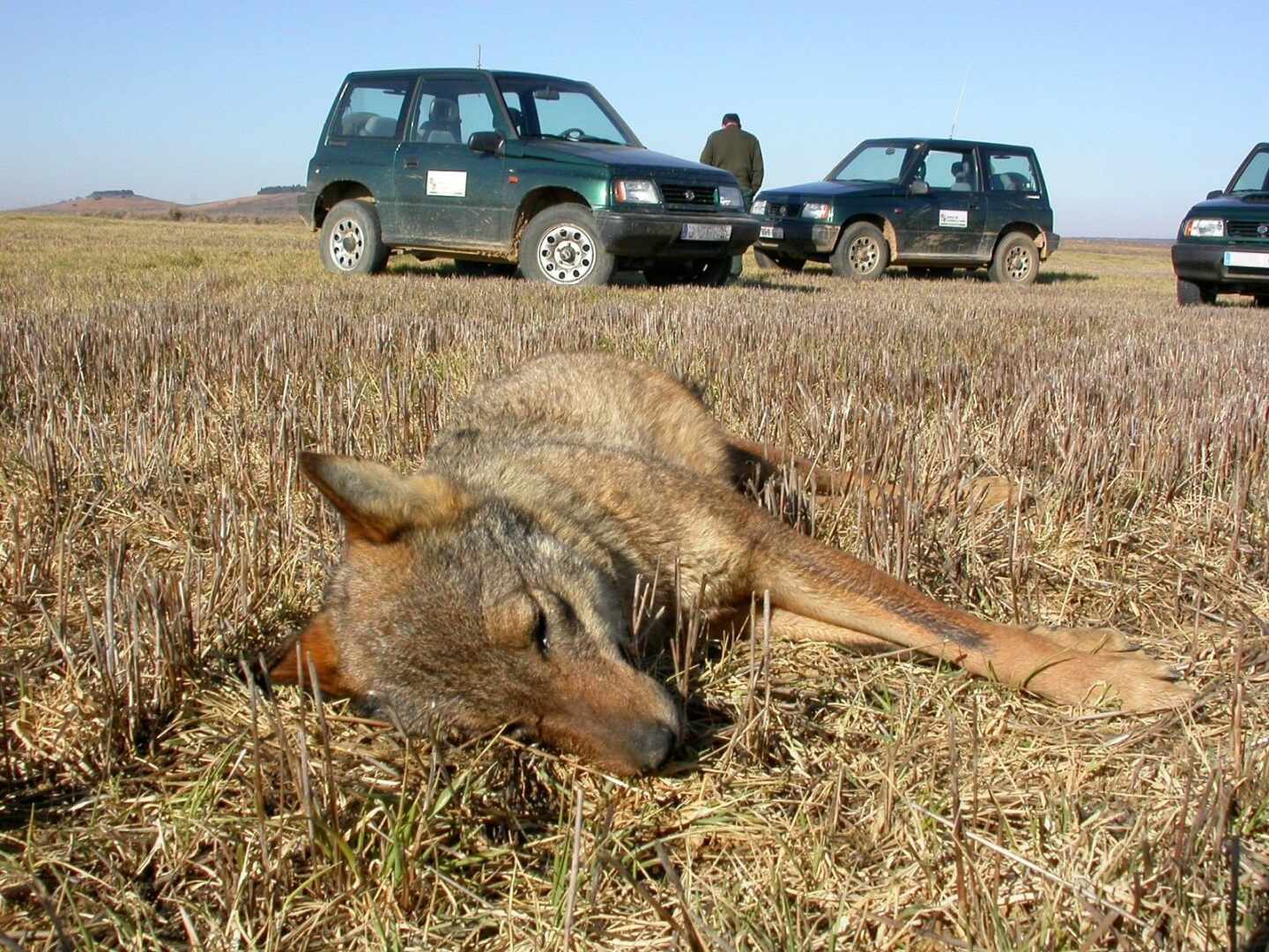 Más de 21.000 animales han muerto en España en los últimos 25 años por cebos envenenados