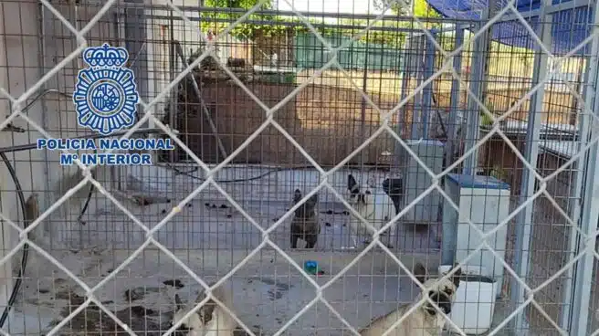 Desmantelado un criadero ilegal de perros y rescatados 17 cachorros en "pésimas condiciones"