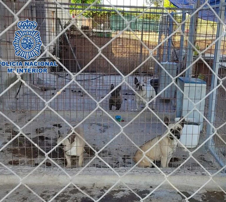 Desmantelado un criadero ilegal de perros y rescatados 17 cachorros en "pésimas condiciones"