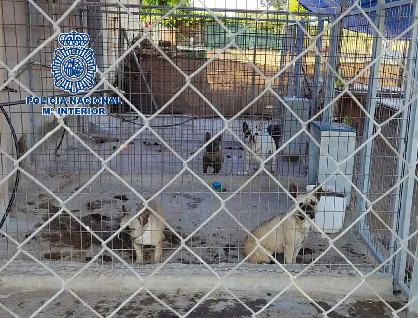 Desmantelado un criadero ilegal de perros y rescatados 17 cachorros en "pésimas condiciones"