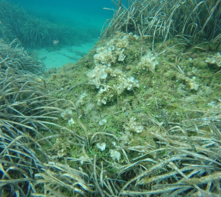 Detectada en el Cap de Creus (Girona) una de las algas más dañinas del Mediterráneo