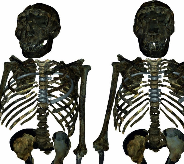 El ‘homo erectus’ no era tan esbelto y ligero