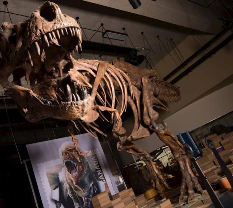 La vida solo tardó 700.000 años en recuperarse tras el fin de los dinosaurios