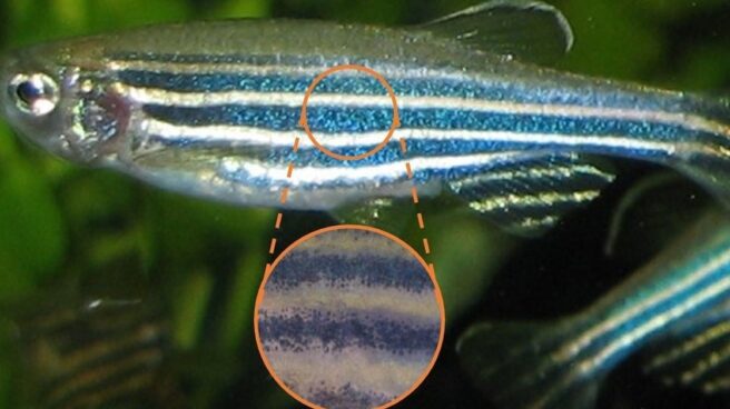 Acércate al patrón del pez cebra y las rayas se resolverán en células de pigmento individuales, como una pintura puntillista