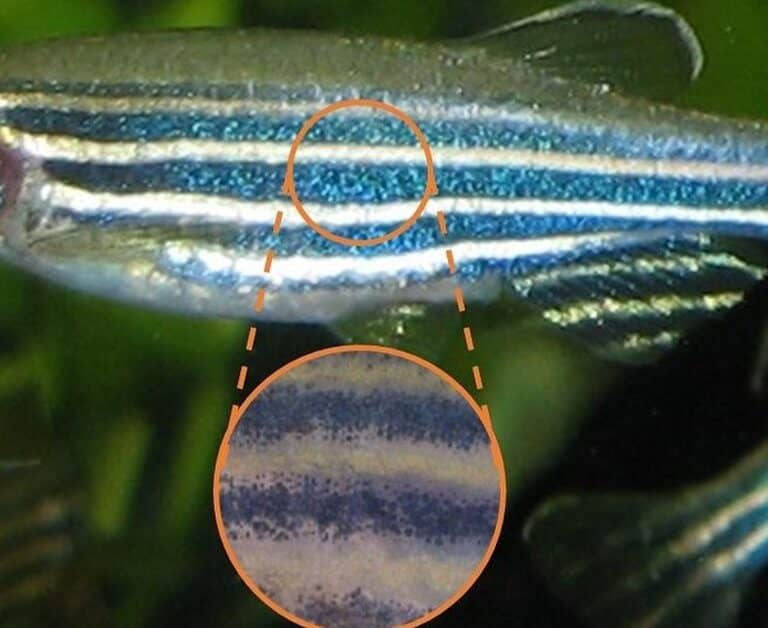 Un modelo matemático explica la formación de bandas en el pez cebra