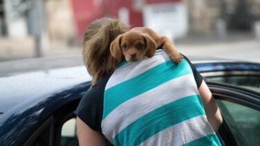 Hotel, maleta y transportín: cómo planificar tu próximo viaje con el perro