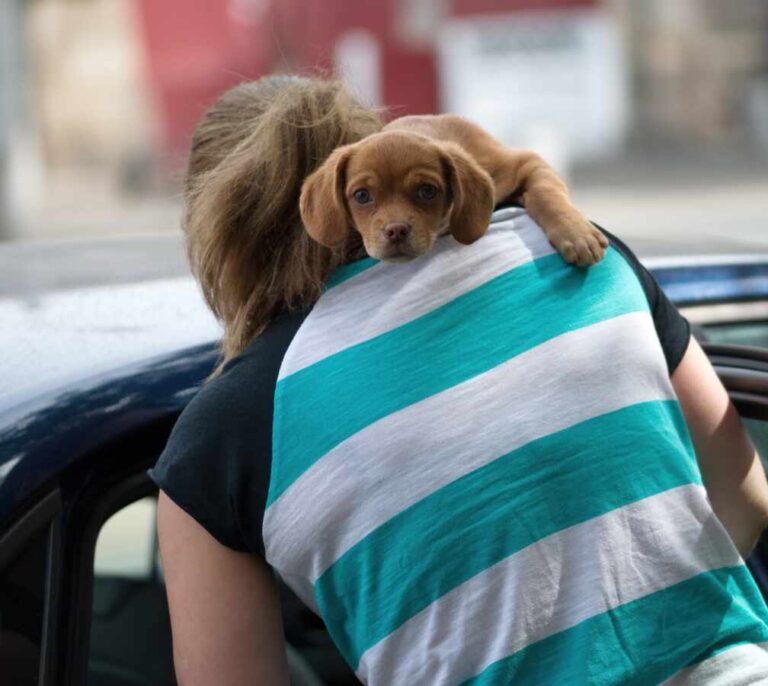 Hotel, maleta y transportín: cómo planificar tu próximo viaje con el perro