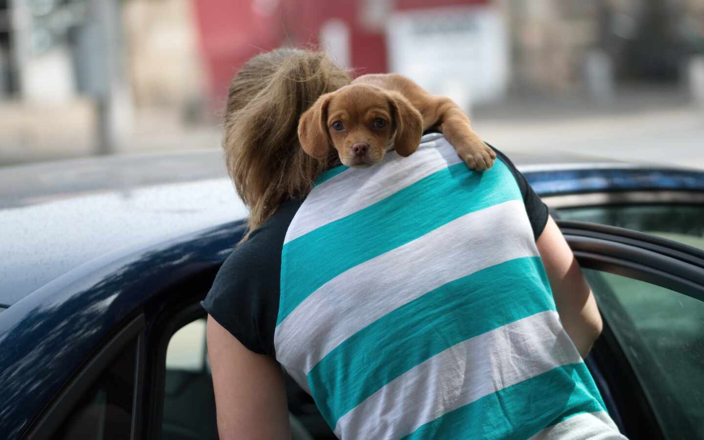 Un perro con su dueña.