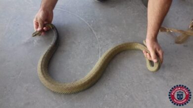 Capturan una culebra bastarda de más de un metro en una vivienda de Valdemoro