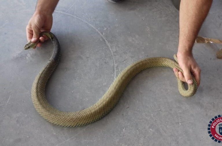 Capturan una culebra bastarda de más de un metro en una vivienda de Valdemoro