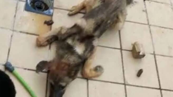 Perro rescatado