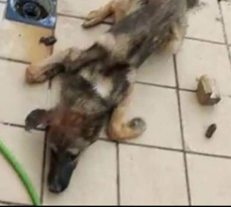 A prisión un joven acusado de arrojar un perro vivo a una jauría malnutrida para alimentarla