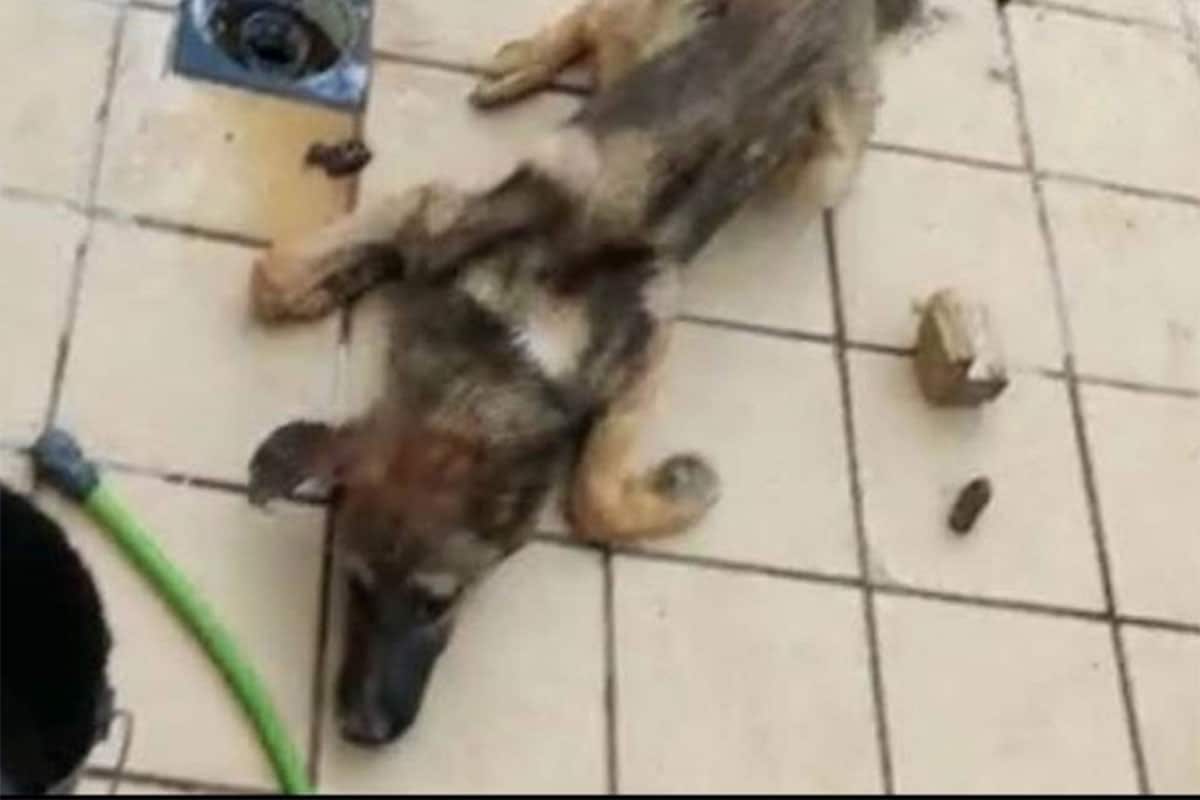 A prisión un joven acusado de arrojar un perro vivo a una jauría malnutrida para alimentarla