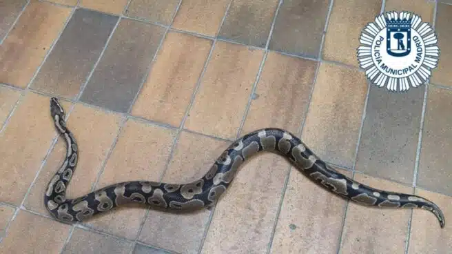 Encuentra una serpiente de pitón en su cocina en Villa de Vallecas (Madrid)