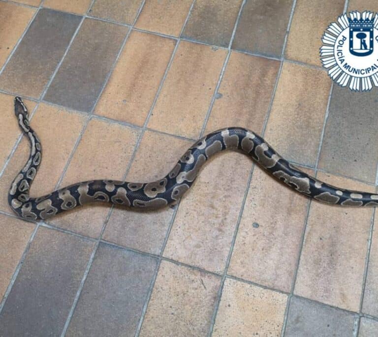 Encuentra una serpiente de pitón en su cocina en Villa de Vallecas (Madrid)