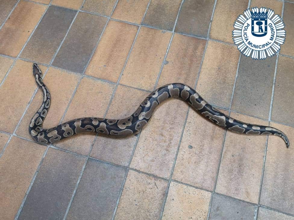 Encuentra una serpiente de pitón en su cocina en Villa de Vallecas (Madrid)
