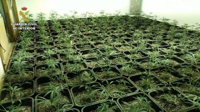 La Guardia Civil desmantela los cultivos de marihuana.