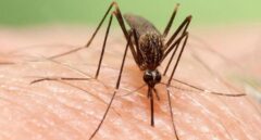 Alerta por la llegada a España de un nuevo mosquito transmisor de virus