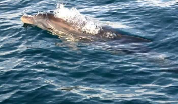 Denuncian al piloto de una moto acuática en Melilla por intentar atropellar delfines