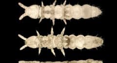 El insecto "fantasma" que ha sobrevivido a 30 edades de hielo en la Antártida
