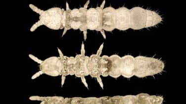 El insecto "fantasma" que ha sobrevivido a 30 edades de hielo en la Antártida