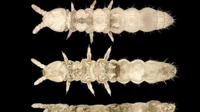 El insecto "fantasma" que ha sobrevivido a 30 edades de hielo en la Antártida