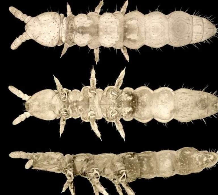 El insecto "fantasma" que ha sobrevivido a 30 edades de hielo en la Antártida