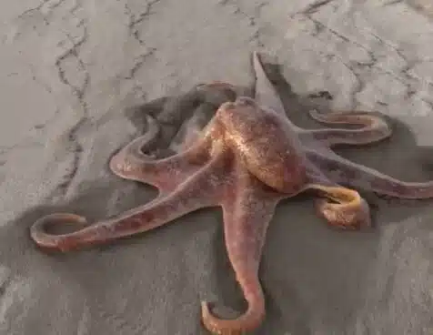 La verdad detrás del vídeo viral de un pulpo gigante paseando por la playa