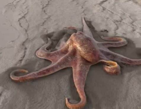 El pulpo creado por el diseñador de efectos especiales Alex Z. El pulpo creado por el diseñador de efectos especiales Alex Z.