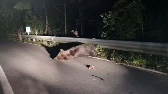 Intentan rescatar a un oso herido tras ser atropellado en Somiedo (Asturias)