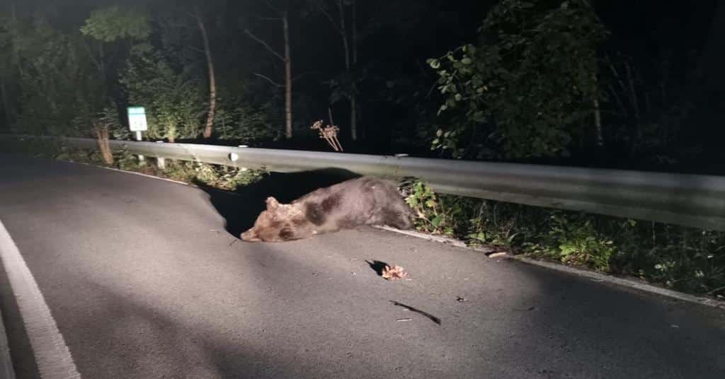 Intentan rescatar a un oso herido tras ser atropellado en Somiedo (Asturias)
