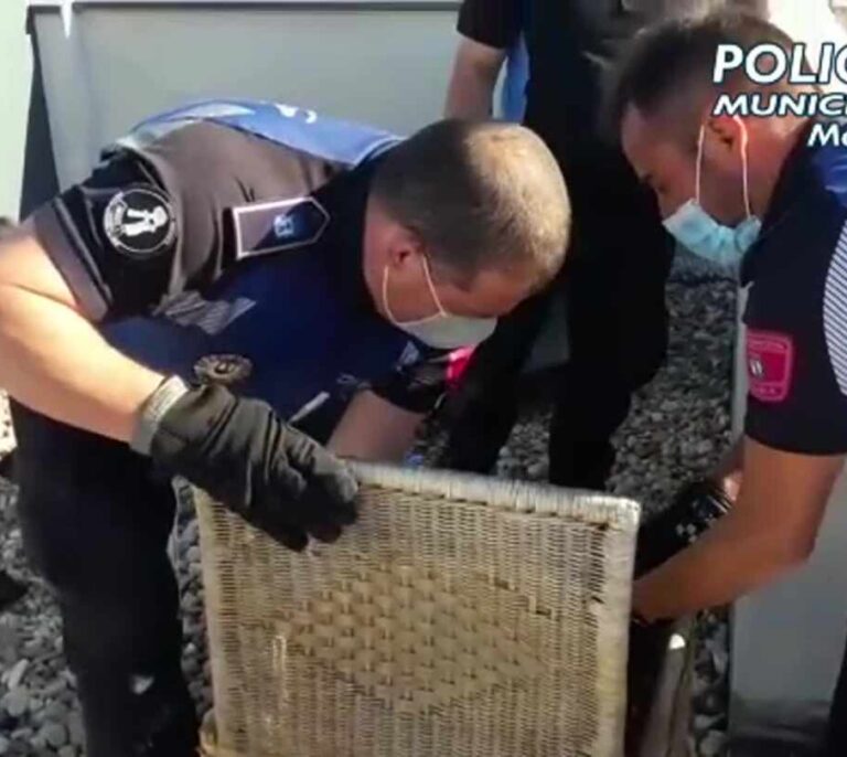 Rescatan un buitre leonado que cayó en una azotea de Vicálvaro