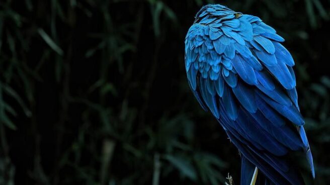 Ave de color azul intenso