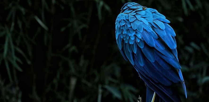 ¿Por qué azul y verde son los colores más brillantes de la naturaleza?