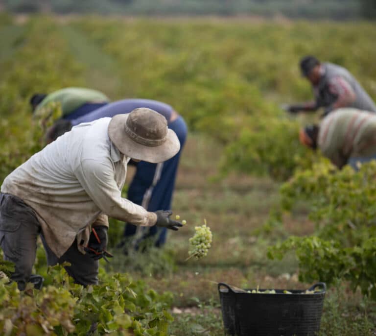 La vendimia más tensa e incierta de los últimos años