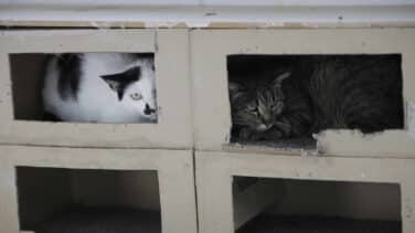 Desahucian a un hombre que vivía con 96 gatos en un piso en Valencia