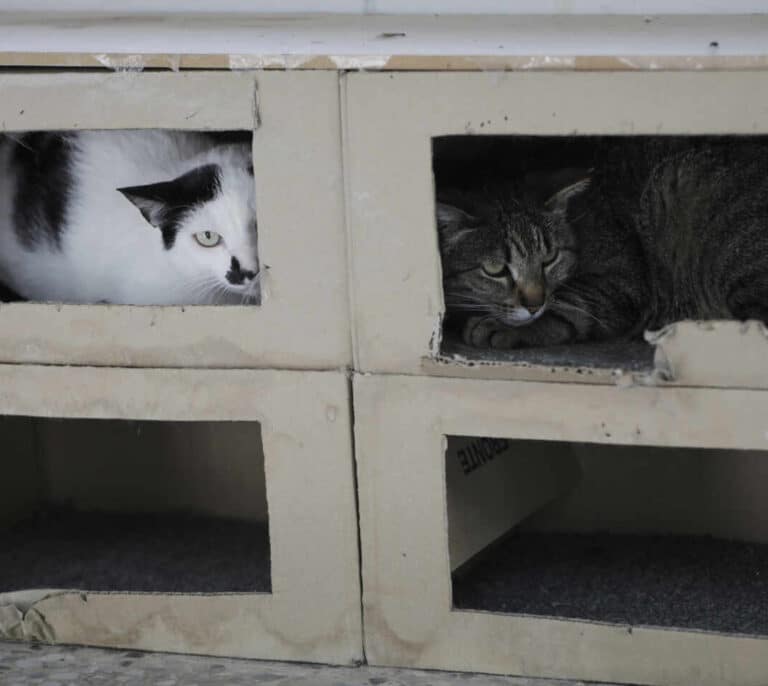 Desahucian a un hombre que vivía con 96 gatos en un piso en Valencia