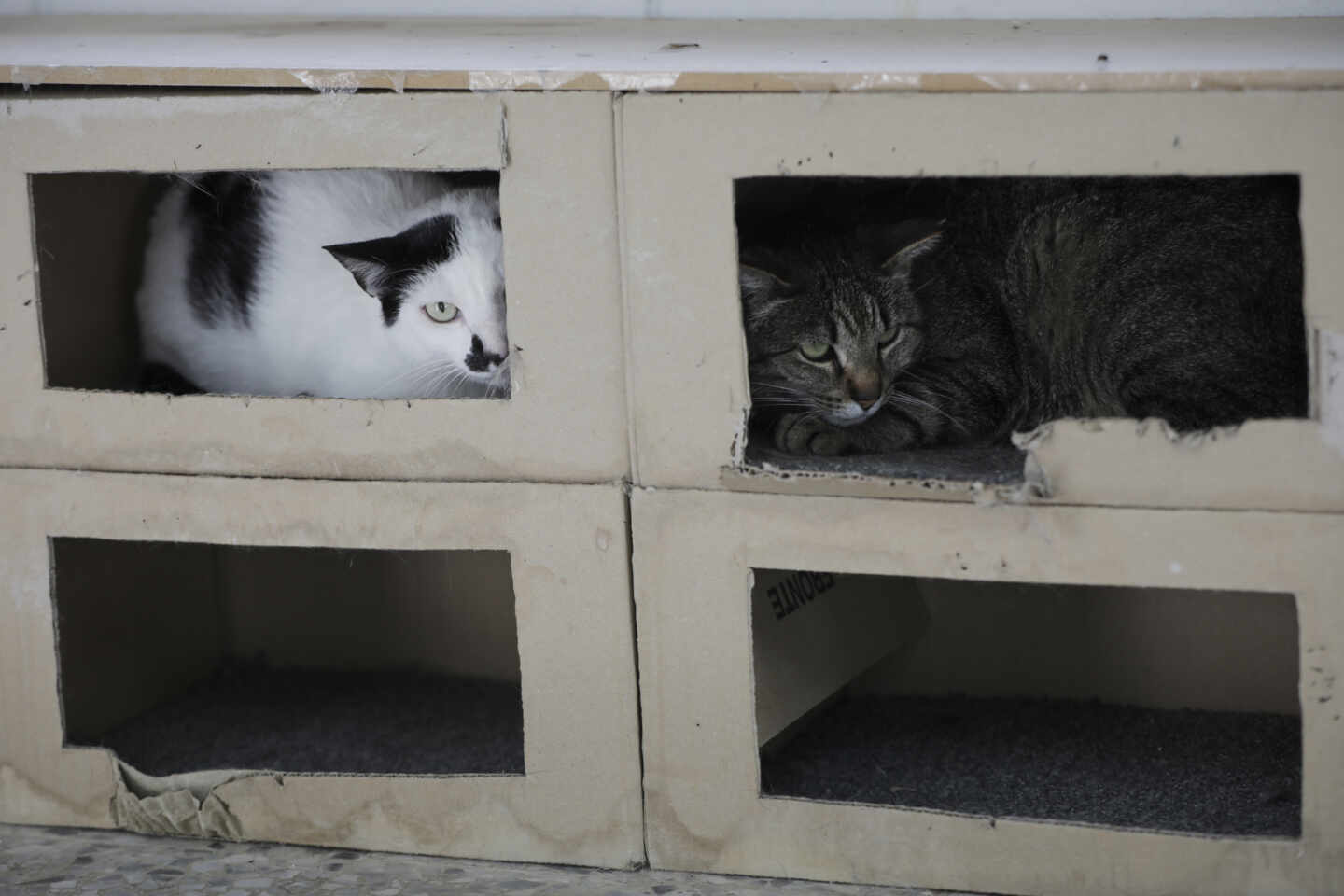 Desahucian a un hombre que vivía con 96 gatos en un piso en Valencia