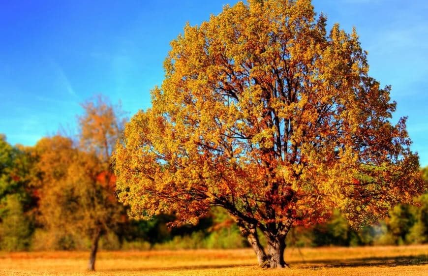 Conoce la previsión meteorológica para el próximo otoño